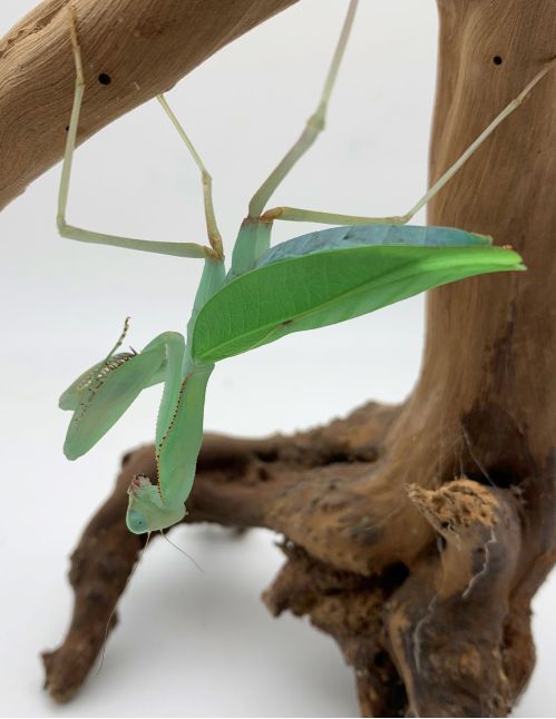 Sphodromantis aurea