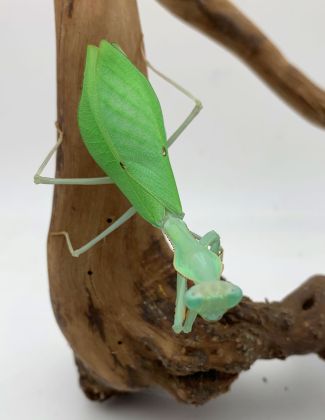 Sphodromantis aurea 2