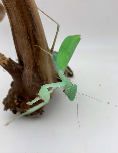 Sphodromantis aurea