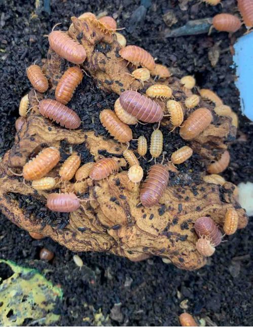 Armadillidium vulgare "Red"