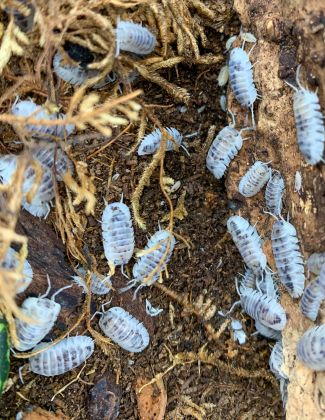 Nesodillo archangeli “Shiro utsuri” 2