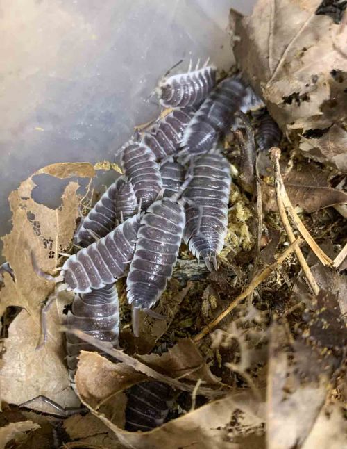 Porcellio hoffmannseggii - Cloporte Titan