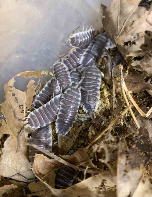Porcellio hoffmannseggii - Cloporte Titan