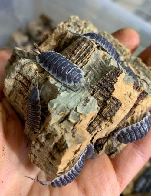 Porcellio hoffmannseggii - Cloporte Titan