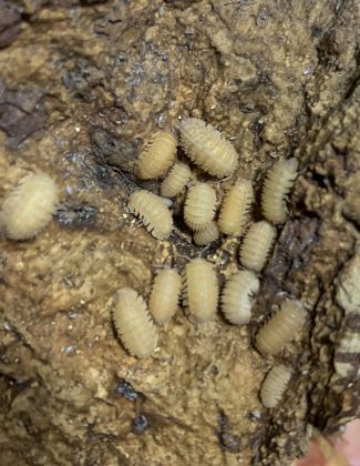 Cristarmadillidium muricatum