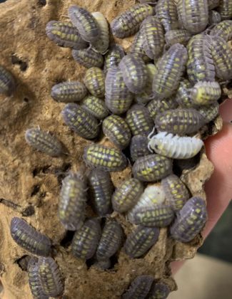 Armadillidium granulatum...