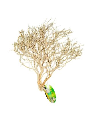 Buisson du désert 2