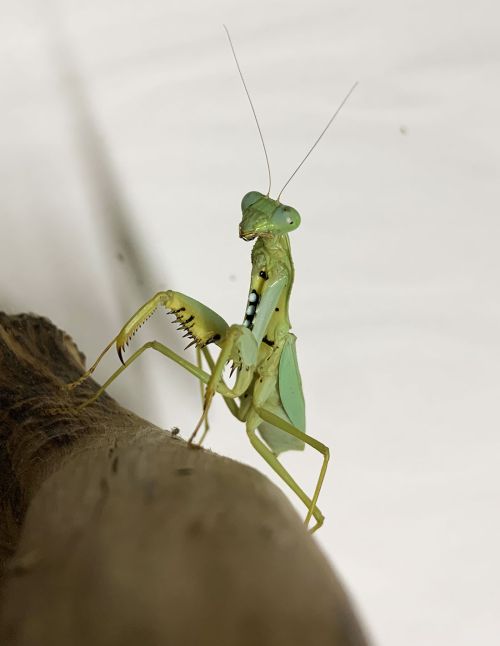 Prohierodula flavipennis