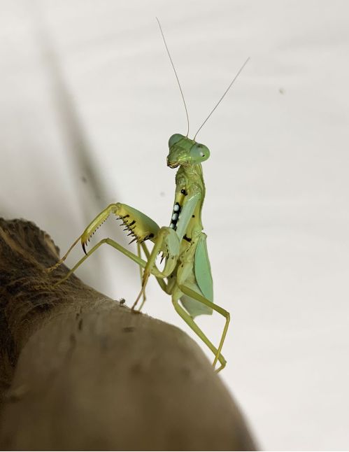 Prohierodula flavipennis