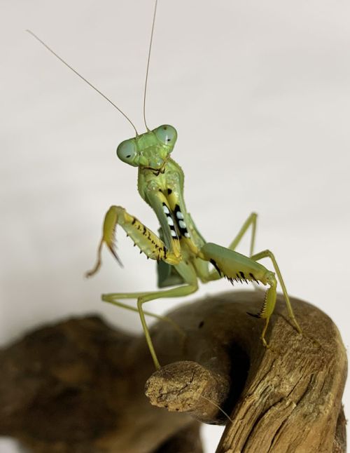 Prohierodula flavipennis