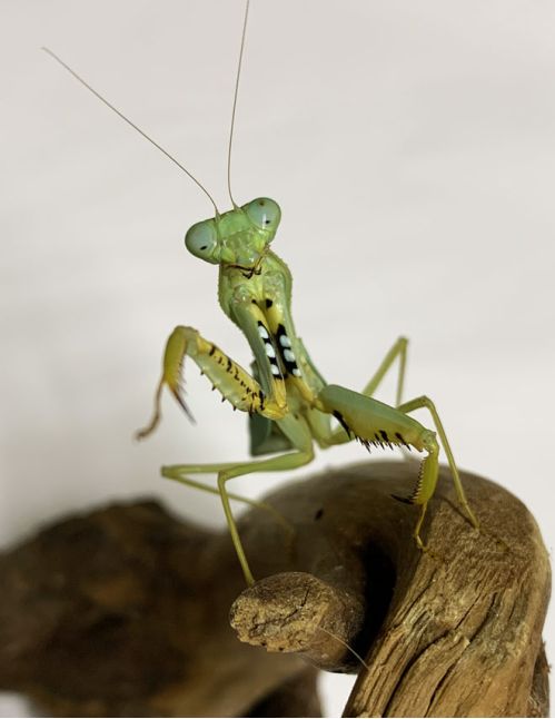 Prohierodula flavipennis