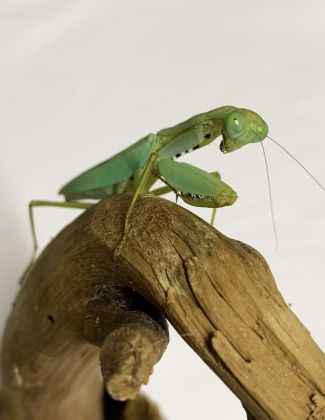 Prohierodula flavipennis