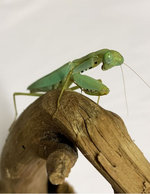 Prohierodula flavipennis