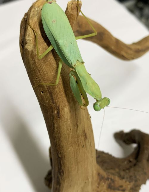 Prohierodula flavipennis