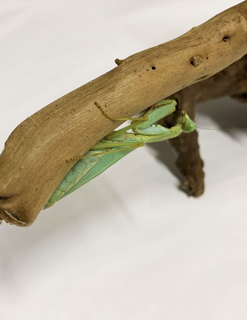 Prohierodula flavipennis