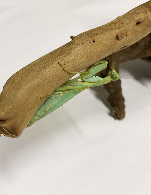 Prohierodula flavipennis