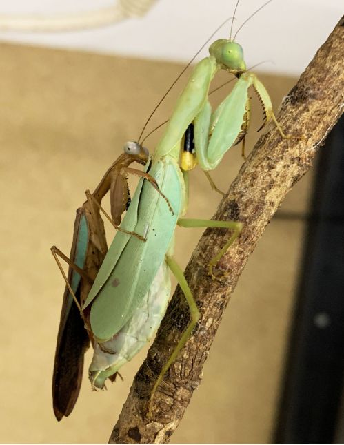 Prohierodula flavipennis