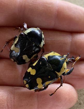 Cheirolasia burkei 2