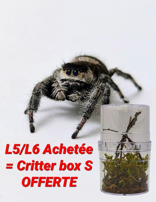 Araignée sauteuse Royale - Phidippus regius