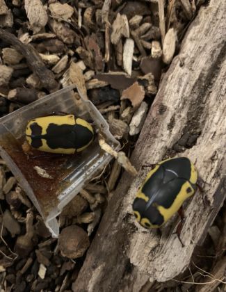 Pachnoda sinuata 2