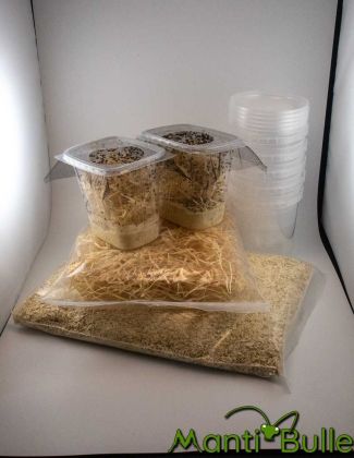 Pack de démarrage : Élevage de drosophiles