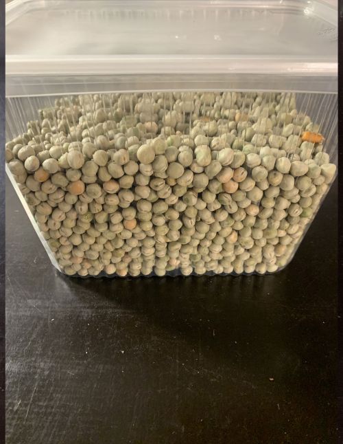 Pois vert pour puceron