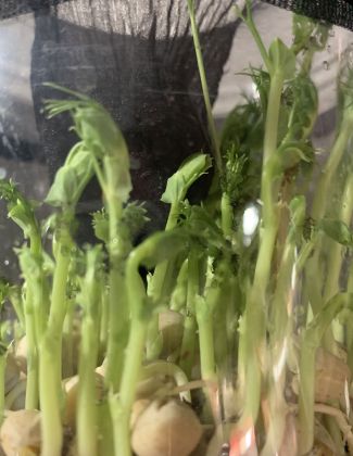 Souche de pucerons 2