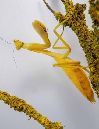 Stagmatoptera femoralis 2