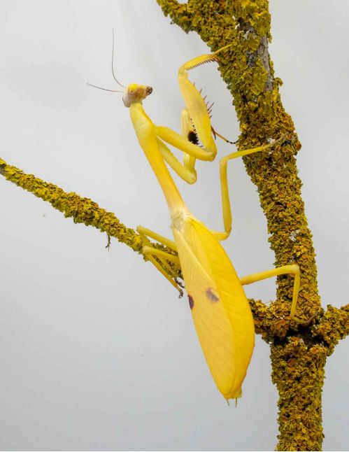 Stagmatoptera femoralis