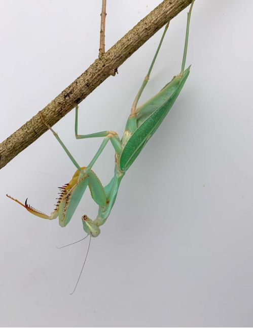 Rhombodera kirbyi