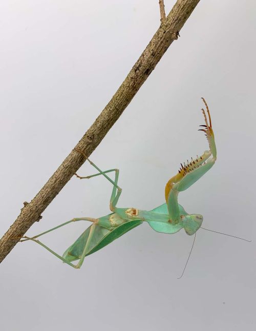 Rhombodera kirbyi