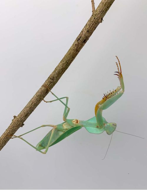 Rhombodera kirbyi