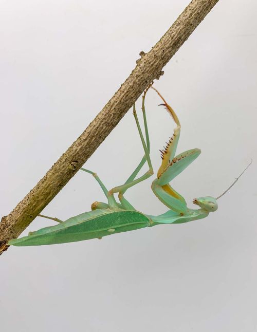 Rhombodera kirbyi