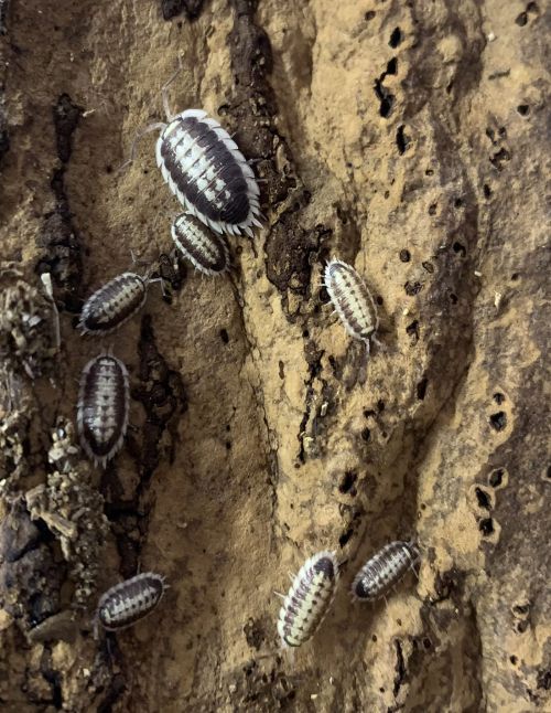 Porcellio flavomarginatus