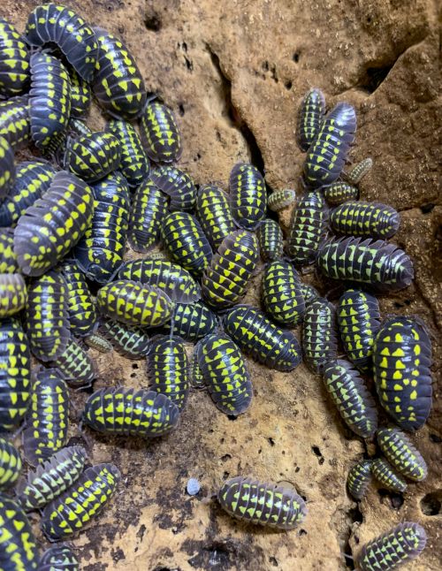 Armadillidium gestroi "White"