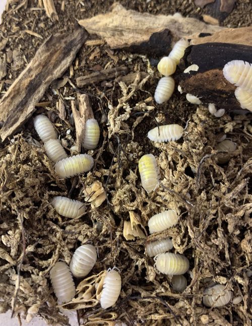 Armadillidium granulatum "White pearl''