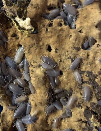 Porcellionides pruinosus...