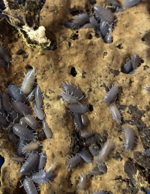 Porcellionides pruinosus "powder blue"