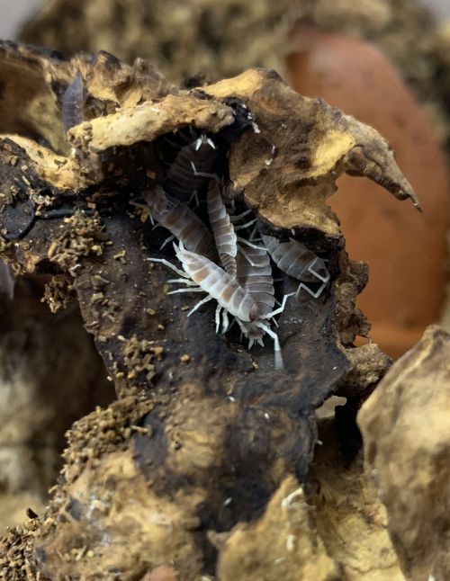 Porcellionides pruinosus "orange koi"