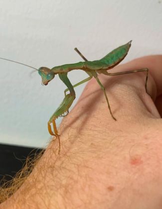 Polyspilota aeruginosa