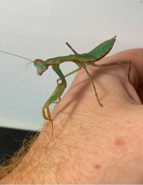 Polyspilota aeruginosa