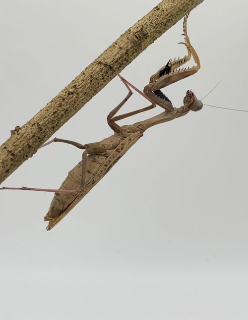 Polyspilota aeruginosa