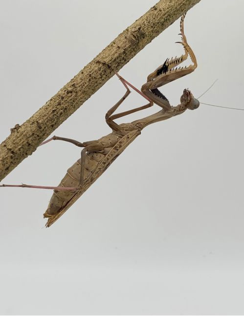 Polyspilota aeruginosa