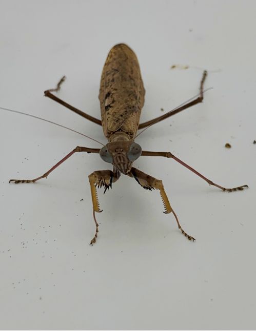 Polyspilota aeruginosa