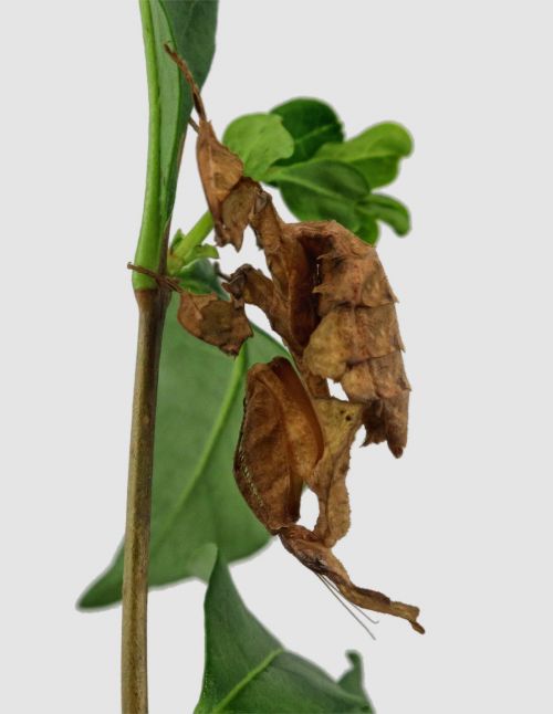 Phyllocrania Paradoxa ♀ Sub adulte