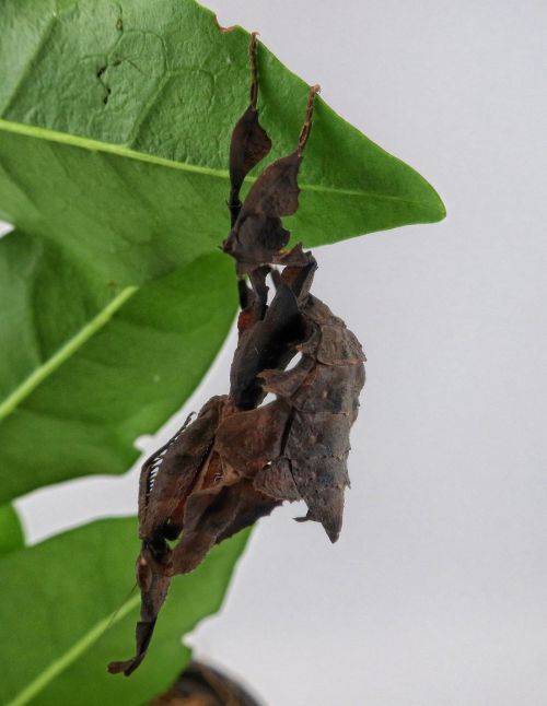 Phyllocrania Paradoxa ♀ Sub adulte