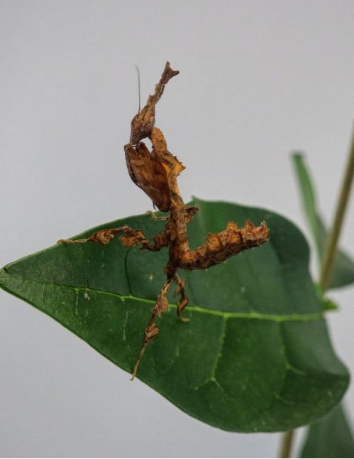 Phyllocrania Paradoxa L5 Phyllocrania Paradoxa L5