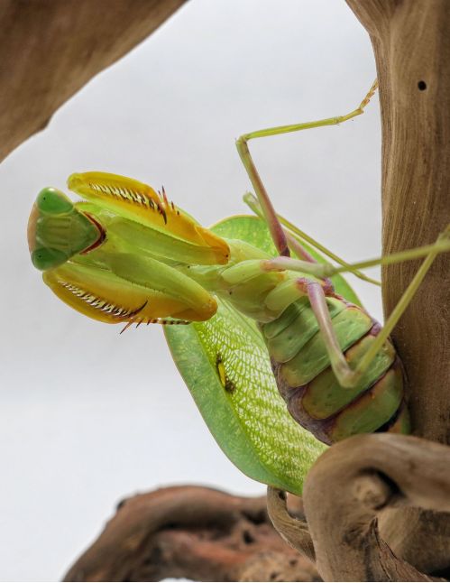 Sphodromantis Lineola ♀ Adulte Sphodromantis Lineola ♀ Adulte