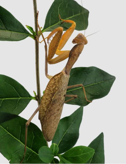 Sphodromantis Lineola ♀ Adulte Sphodromantis Lineola ♀ Adulte