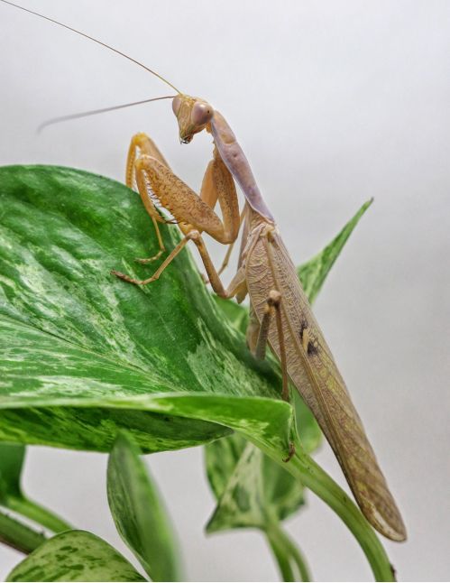 Sphodromantis Lineola ♂ Adulte Sphodromantis Lineola ♂ Adulte